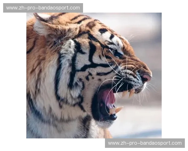 巅峰对决之殇:当“东北虎”王冠遇上“中华虎”杨建平,谁才是中国MMA的真王? 巅峰对决之殇:当“东北虎”王冠遇上“中华虎”杨建平,谁才是中国MMA的真王?